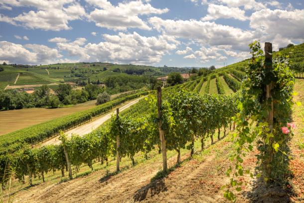 Italian Wine Regions: Piedmont (Piemonte) | Made-In-Italy.com